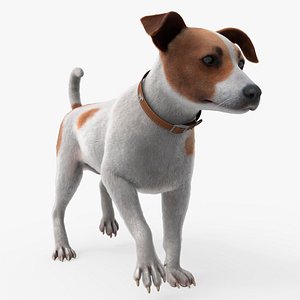 Jack Russell Terrier Dog Walking Animated Fur Rigged For Blender 3D model