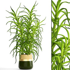 aloe vera plant pot 3D model