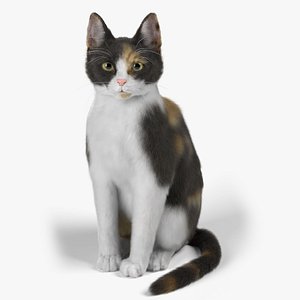 Cat Calico