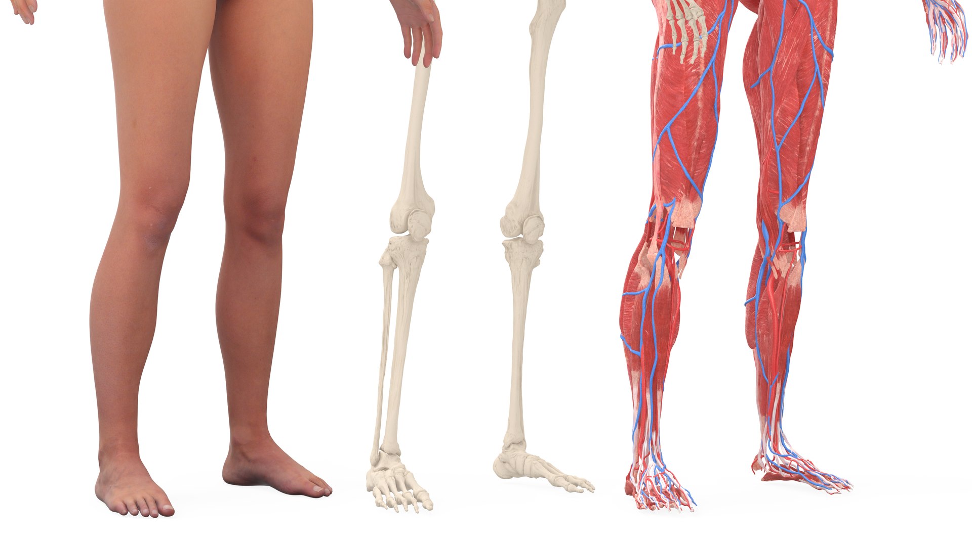 3D model Realistic Full Body Anatomy Collection https://p.turbosquid.com/ts-thumb/6p/C7Ribk/4N/realistic_full_body_anatomy_collection_061/jpg/1711689984/1920x1080/fit_q87/b3198ae56df1c9ed4fbfb5ffc9ca6ca1c5ab63ae/realistic_full_body_anatomy_collection_061.jpg