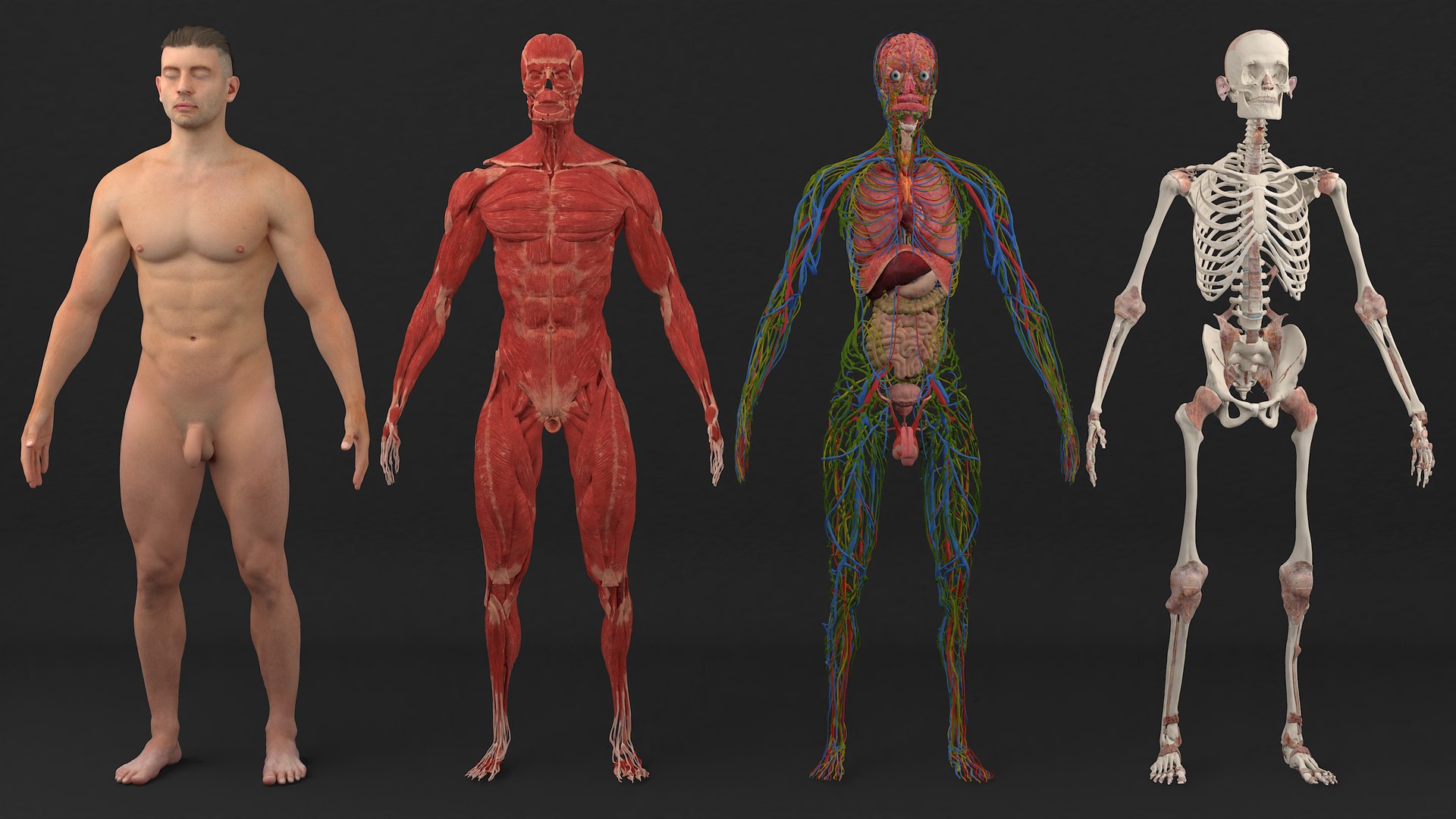 3D model Realistic Full Body Anatomy Collection https://p.turbosquid.com/ts-thumb/6p/C7Ribk/7G/realistic_full_body_anatomy_collection_002/jpg/1711689834/1920x1080/fit_q87/b859f53f1dfc3a8d20f51913254d9098d66d9640/realistic_full_body_anatomy_collection_002.jpg