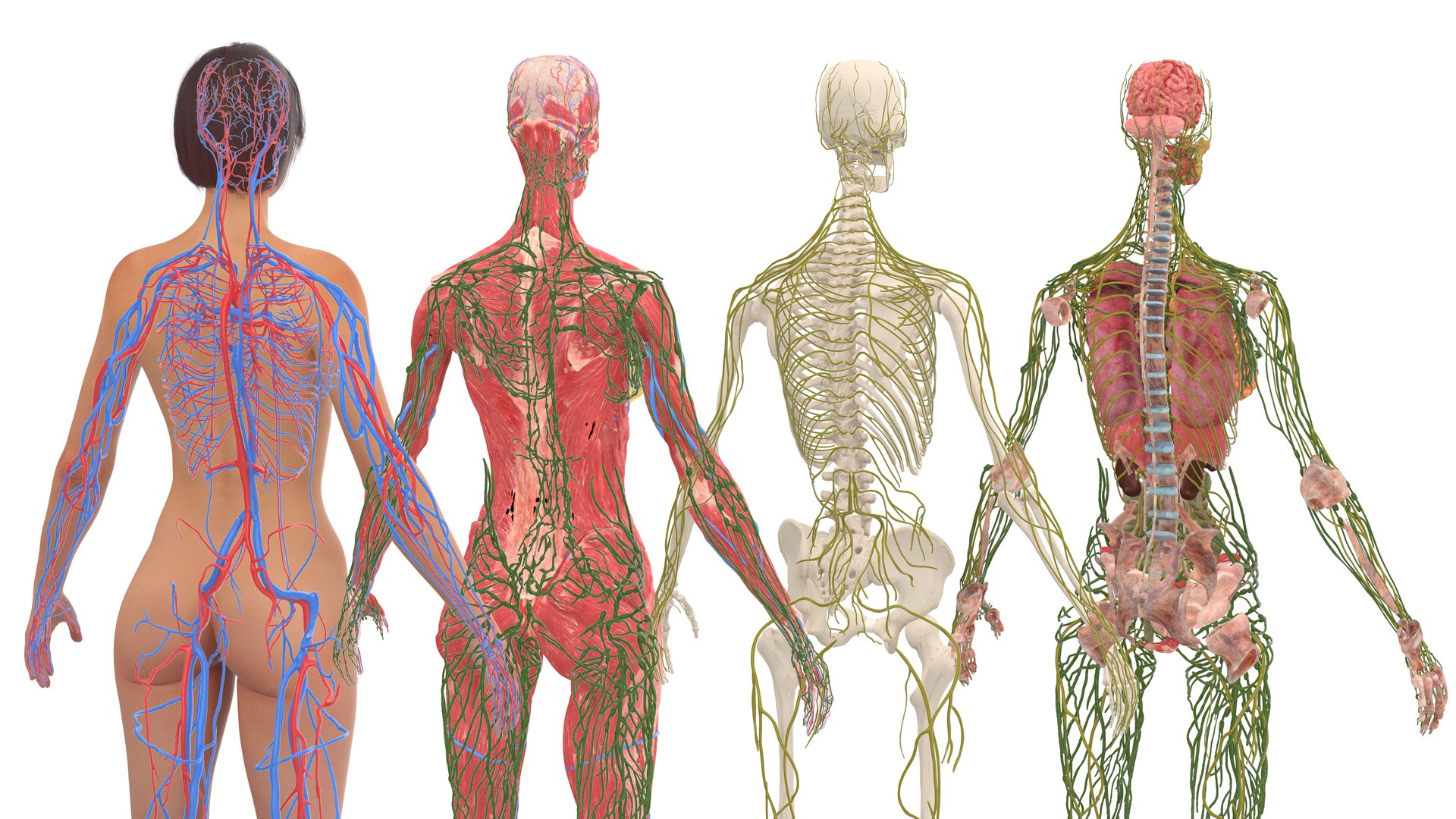 3D model Realistic Full Body Anatomy Collection https://p.turbosquid.com/ts-thumb/6p/C7Ribk/Ek/realistic_full_body_anatomy_collection_051/jpg/1711689969/1920x1080/fit_q87/9211eb099639fe3b4497866d0ec52727801c0aec/realistic_full_body_anatomy_collection_051.jpg
