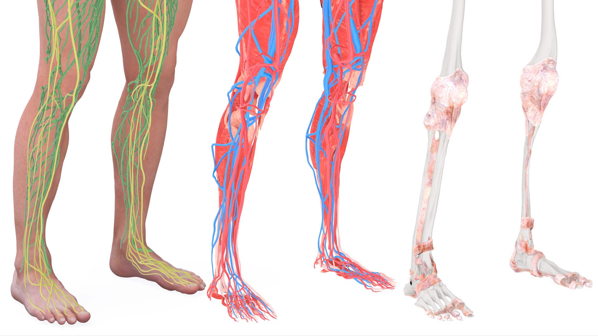 3D model Realistic Full Body Anatomy Collection https://p.turbosquid.com/ts-thumb/6p/C7Ribk/vB/realistic_full_body_anatomy_collection_024/jpg/1711689879/1920x1080/fit_q87/01bb9fd2354502f4706da4bb46ecc22c2aa13375/realistic_full_body_anatomy_collection_024.jpg