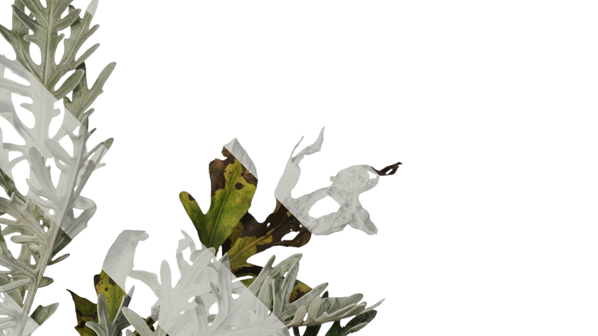 3D Anydrafts Centaurea Gymnocarpa Atlas 03 Textures - TurboSquid 2353290