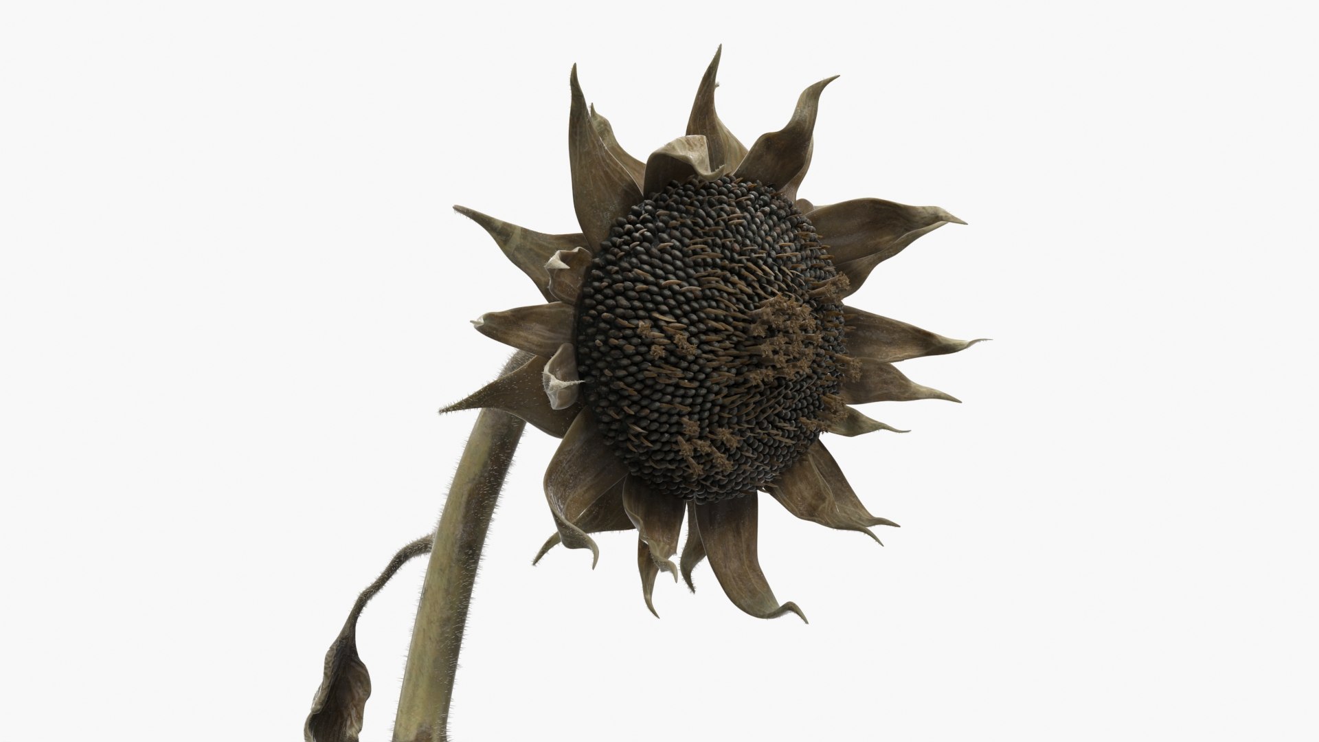 Dried Sunflower Plant Wilted Fur 3D model preview