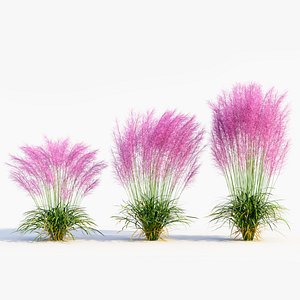 Muhly grass d model