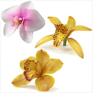 3D Orchid Flowers Collection