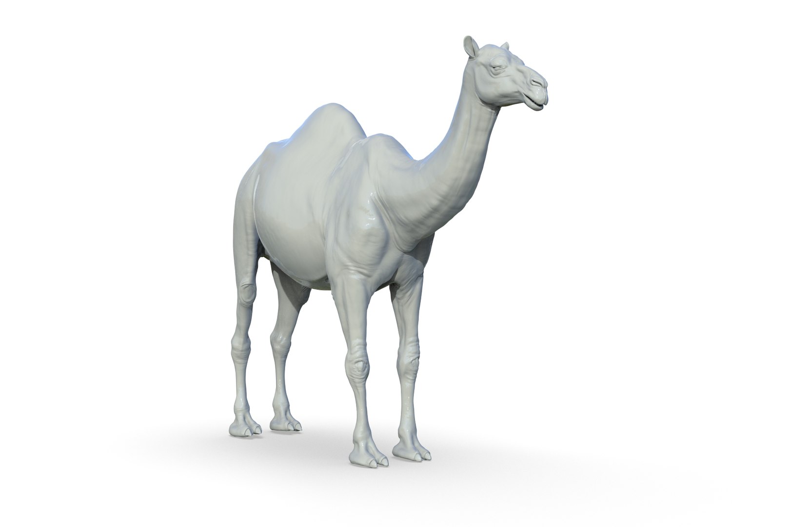 Camel 3D model https://p.turbosquid.com/ts-thumb/6p/Sy7zuH/BU/render_11/jpg/1710786260/1920x1080/fit_q87/edc450fd49074cf227fe01c12f0eb8e5882e62c1/render_11.jpg