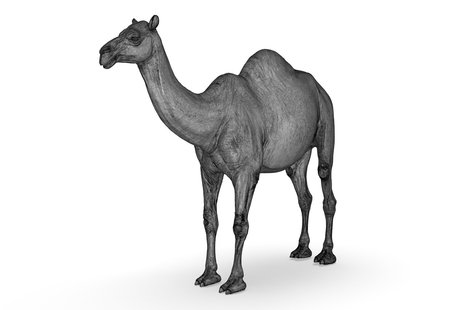 Camel 3D model https://p.turbosquid.com/ts-thumb/6p/Sy7zuH/Qi/render_19/jpg/1710786267/1920x1080/fit_q87/1619f2d9e88a02da4b19773ce3d4a3fcef0dac4f/render_19.jpg