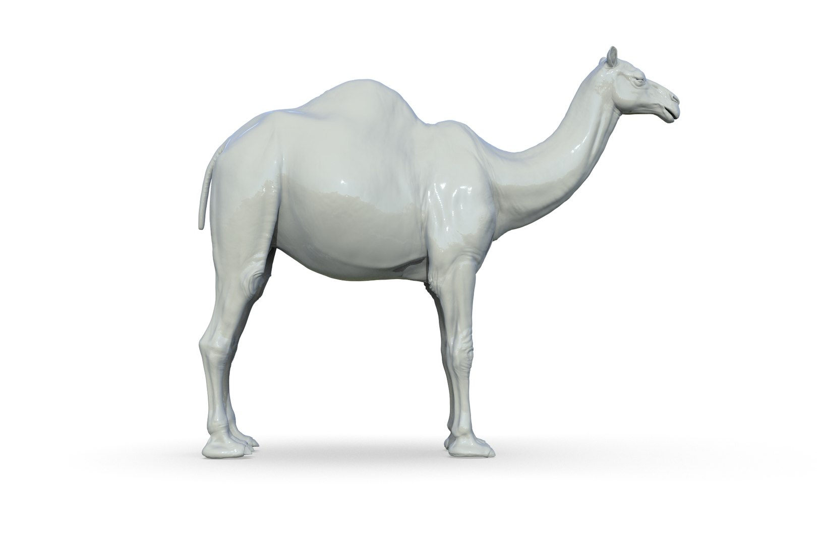 Camel 3D model https://p.turbosquid.com/ts-thumb/6p/Sy7zuH/lq/render_09/jpg/1710786258/1920x1080/fit_q87/10a338416a7c44dc1127761ae7b3f7e216f3eeb6/render_09.jpg