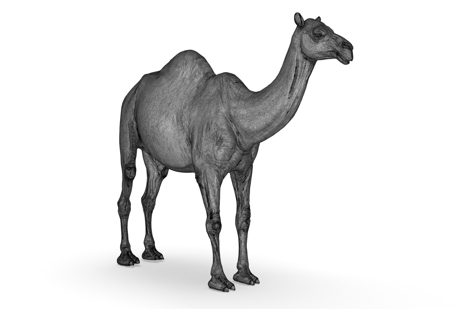 Camel 3D model https://p.turbosquid.com/ts-thumb/6p/Sy7zuH/uW/render_20/jpg/1710786268/1920x1080/fit_q87/2a3b6d2d7eade8885cd227a2cd2b85c0302daeaf/render_20.jpg
