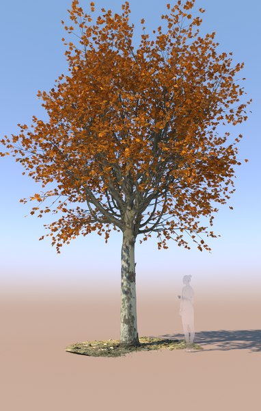 3D mature autumn maple tree