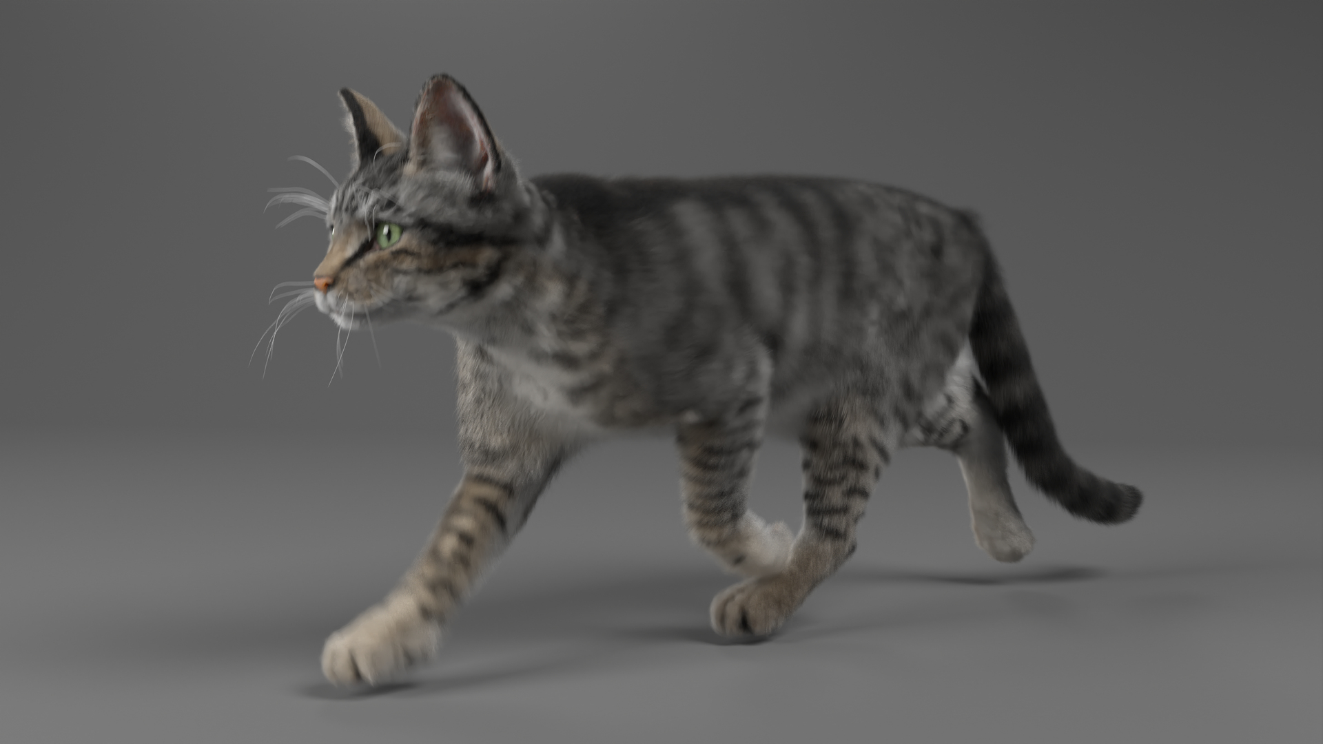 3D Cat Grey Tabby ANIMATED Model - TurboSquid 2043433