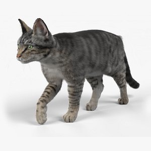 Cat Grey Tabby ANIMATED