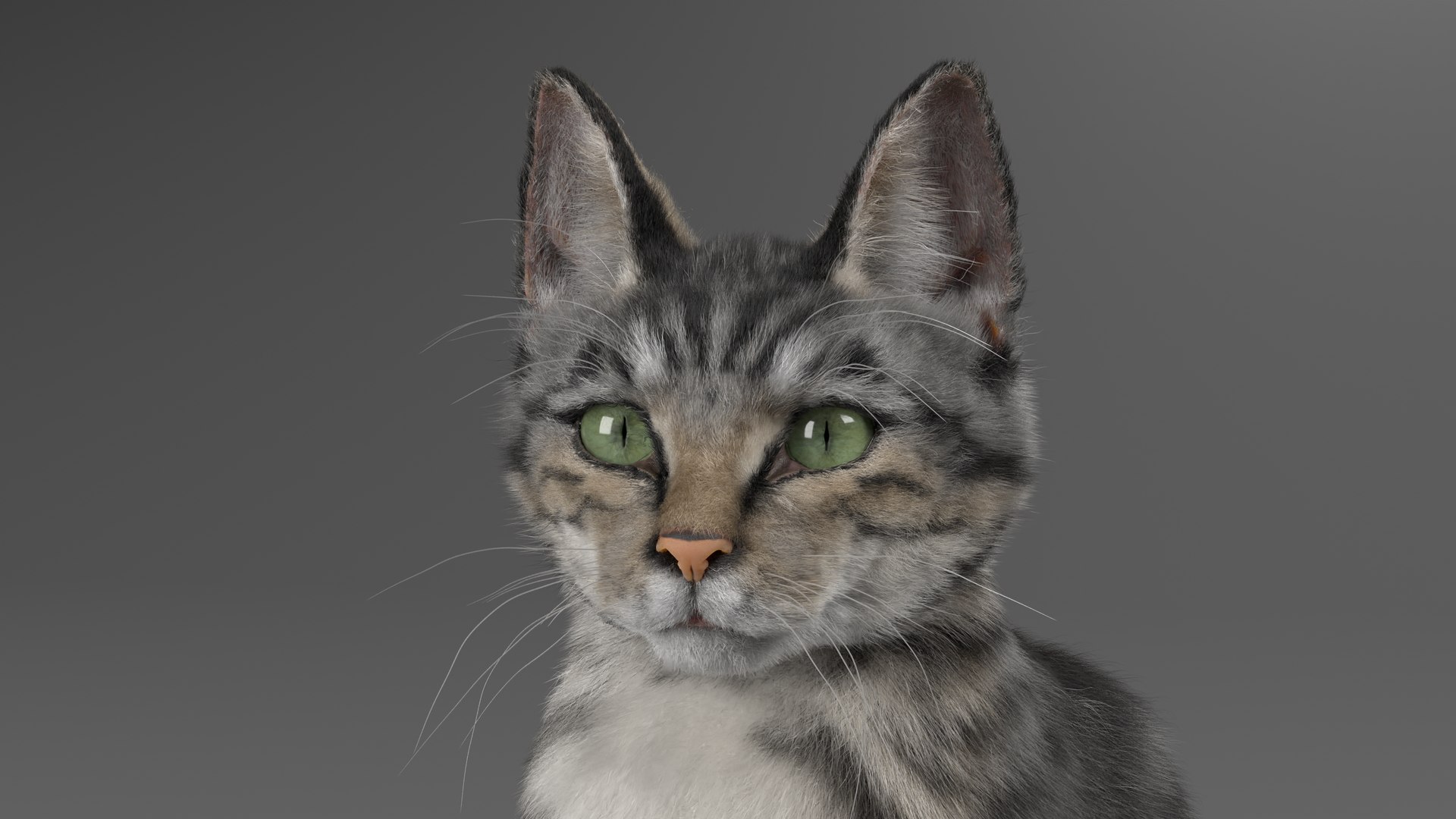 3D Cat Grey Tabby ANIMATED Model - TurboSquid 2043433