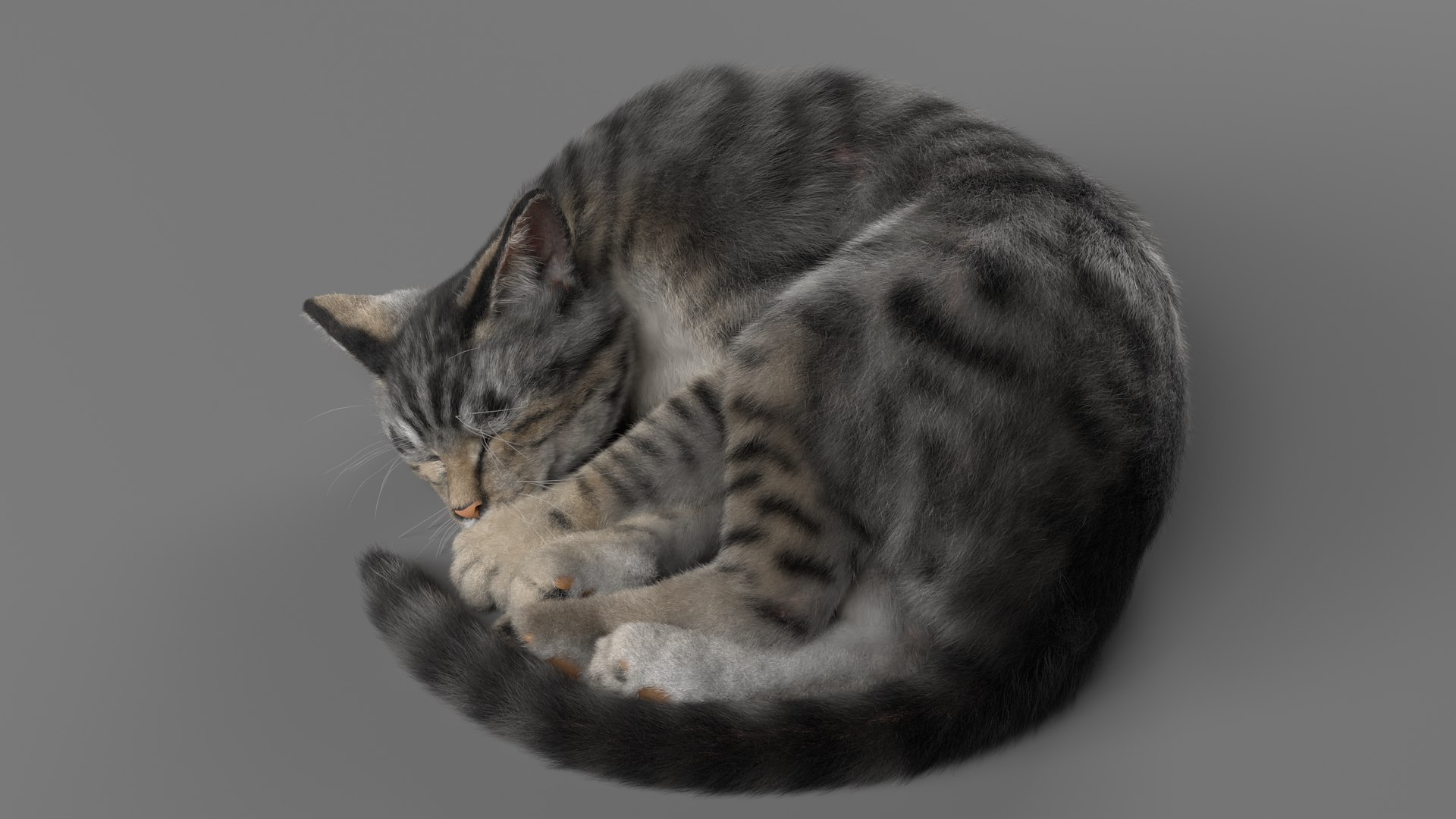 3D Cat Grey Tabby ANIMATED Model - TurboSquid 2043433