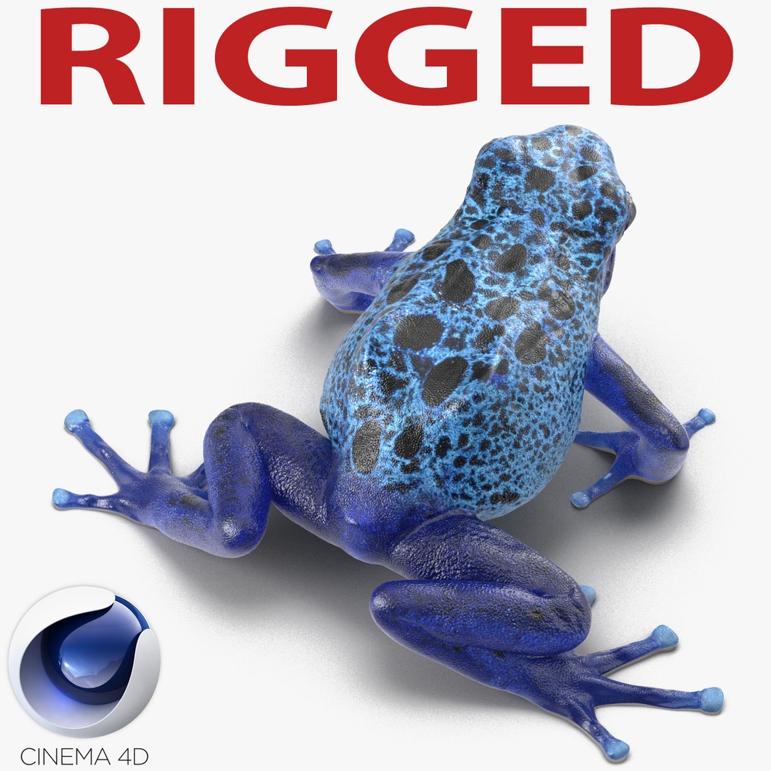 Poison Dart Frog Rigged for Cinema 4D 3D model preview