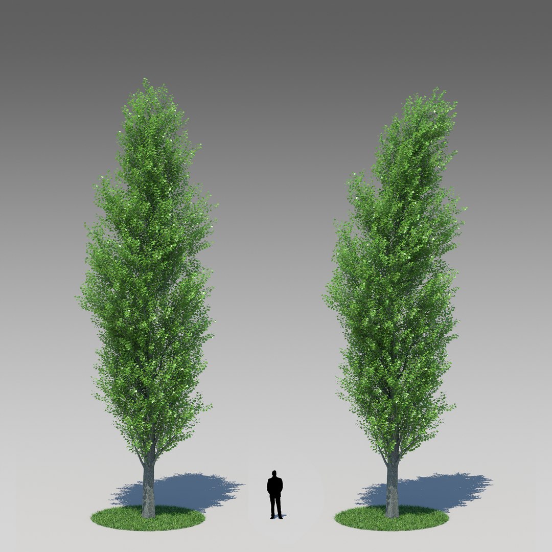 Populus Nigra Poplar Tree Obj