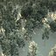 3D Conifer pine forest trees