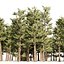 3D Conifer pine forest trees