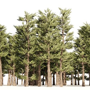 Conifer pine forest trees