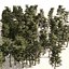 3D Conifer pine forest trees