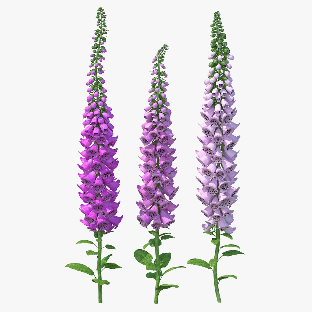 Mixed Pink Foxglove Plants Set 3D model preview