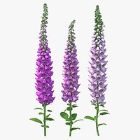 Mixed Pink Foxglove Plants Set