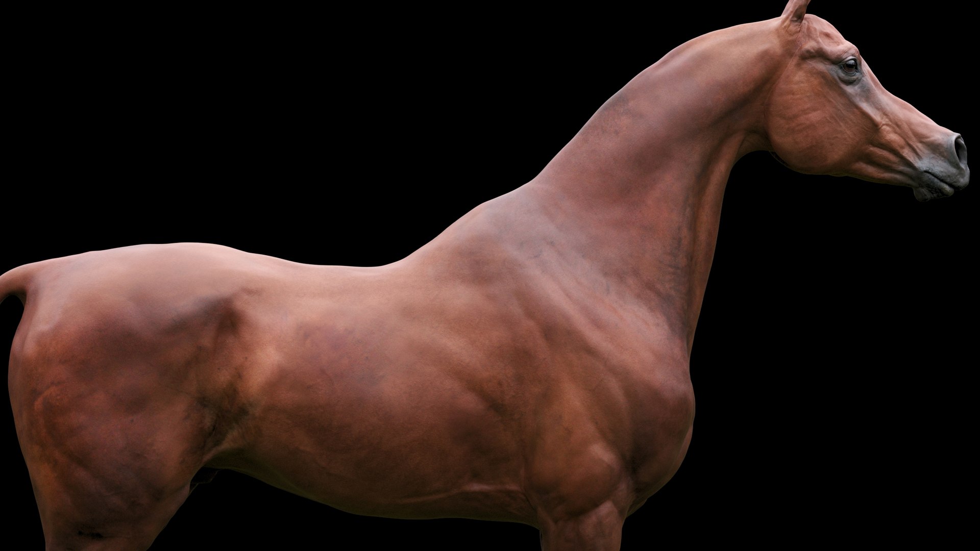 3D horse arabian BROWN https://p.turbosquid.com/ts-thumb/6q/9ZHxMy/12/14_1/jpg/1617788776/1920x1080/fit_q87/dcb0da7bf40874e1acef45b297a3d69822d1ae5a/14_1.jpg