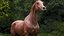 horse arabian BROWN