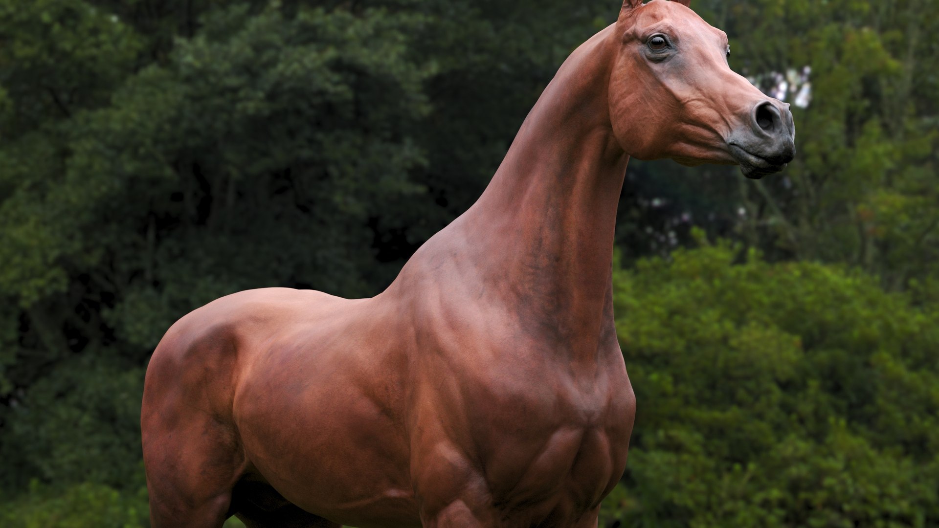 3D horse arabian BROWN https://p.turbosquid.com/ts-thumb/6q/9ZHxMy/9E/16/jpg/1617788776/1920x1080/fit_q87/b8830daaf714645c03f89b73f5661d0bf81b1845/16.jpg