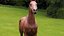 horse arabian BROWN
