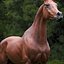 horse arabian BROWN