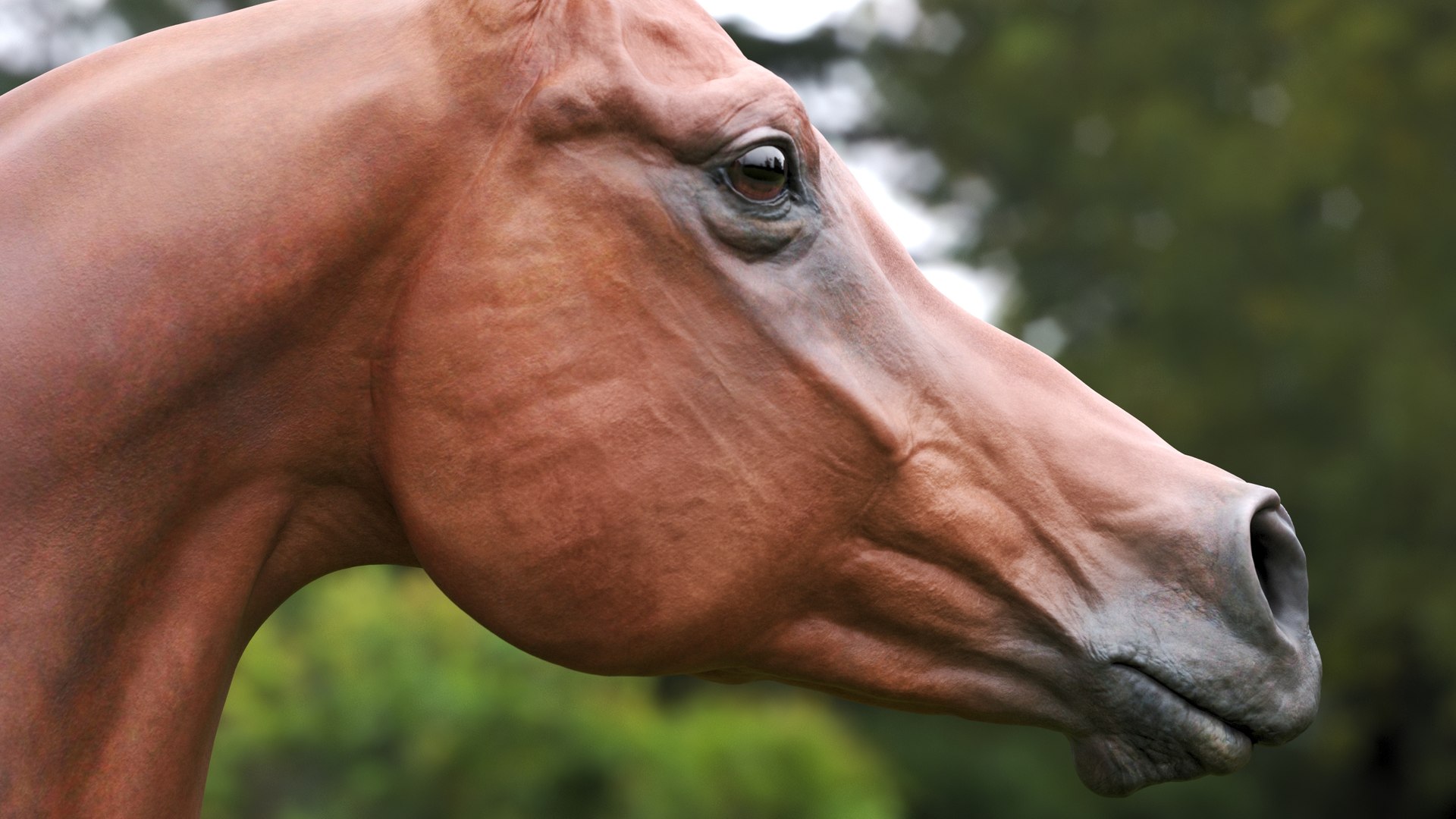 3D horse arabian BROWN https://p.turbosquid.com/ts-thumb/6q/9ZHxMy/HX/5/jpg/1617788714/1920x1080/fit_q87/925d58b07de508a9e8ab261df58a17f93bdedba4/5.jpg