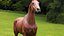 horse arabian BROWN