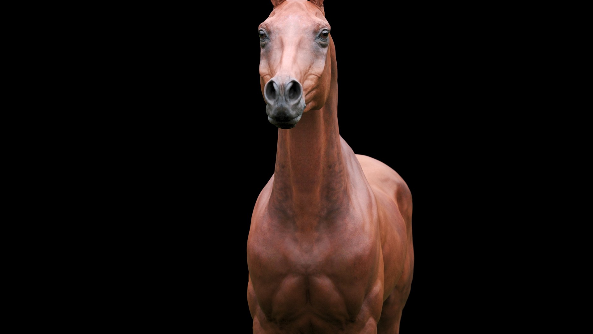 3D horse arabian BROWN https://p.turbosquid.com/ts-thumb/6q/9ZHxMy/Ju/2_3/jpg/1617788712/1920x1080/fit_q87/b4614801fea4434b227b68a7ec8585c5ef361da4/2_3.jpg