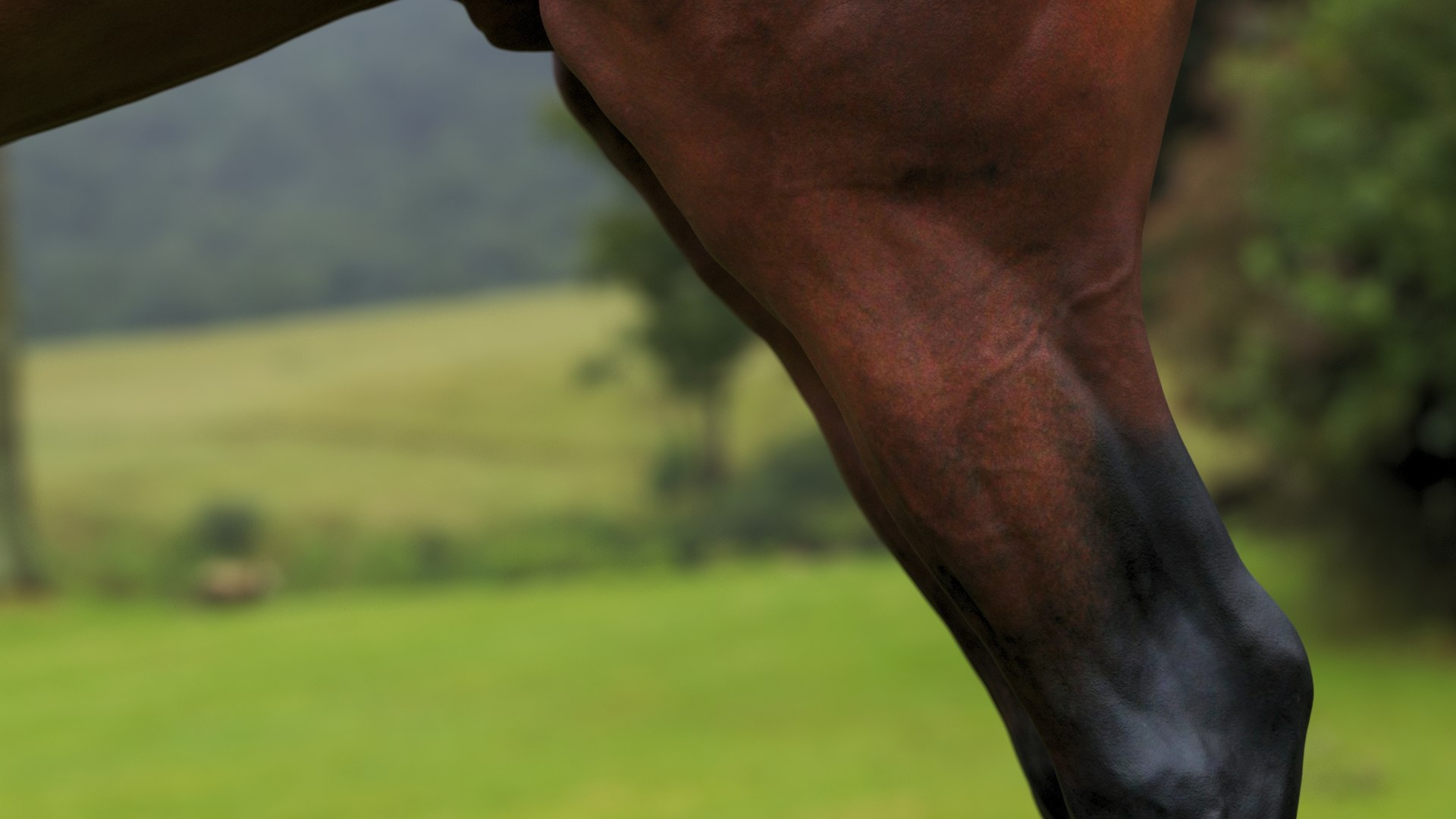 3D horse arabian BROWN https://p.turbosquid.com/ts-thumb/6q/9ZHxMy/Of/8/jpg/1617788750/1920x1080/fit_q87/e4217e517bab3649068d81b770ebeeade23a104e/8.jpg