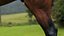 horse arabian BROWN
