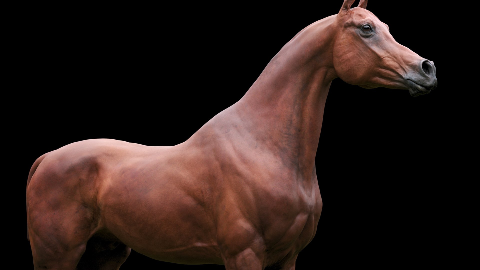 3D horse arabian BROWN https://p.turbosquid.com/ts-thumb/6q/9ZHxMy/UJ/17/jpg/1617788795/1920x1080/fit_q87/0c0960dd6fe2c36cc1c276177082e21cf8952ba0/17.jpg