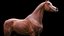 horse arabian BROWN