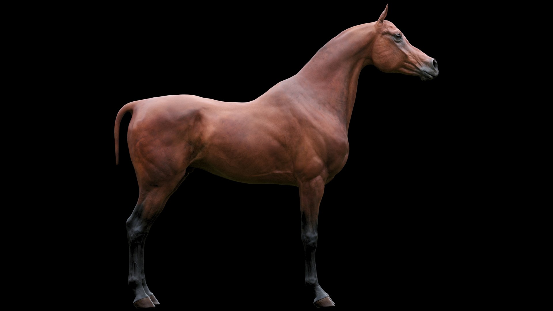 3D horse arabian BROWN https://p.turbosquid.com/ts-thumb/6q/9ZHxMy/VT/15/jpg/1617788774/1920x1080/fit_q87/f805529b1bc85517ce5dac88b1d1daa38f17a927/15.jpg