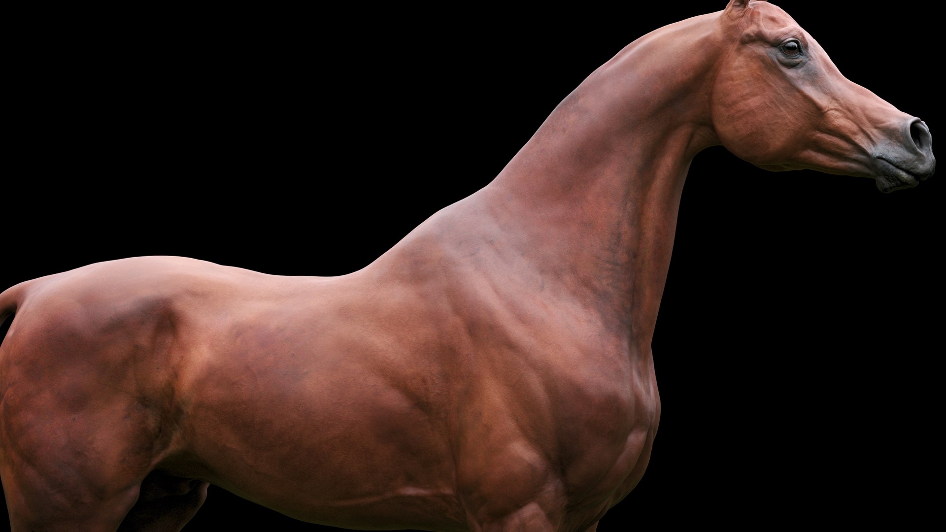 3D horse arabian BROWN https://p.turbosquid.com/ts-thumb/6q/9ZHxMy/go/18/jpg/1617788796/1920x1080/fit_q87/260d6e15dd3da287bddf78ecaf6e9e1a6dce548c/18.jpg