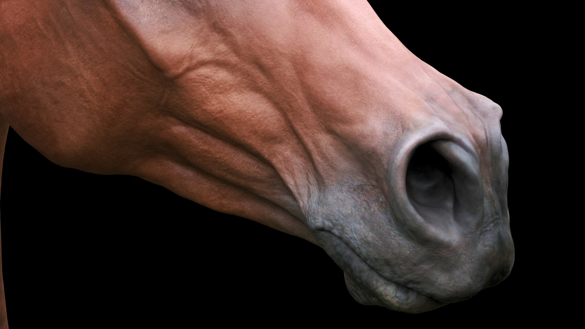 3D horse arabian BROWN https://p.turbosquid.com/ts-thumb/6q/9ZHxMy/hd/4/jpg/1617788712/1920x1080/fit_q87/c6e04cf7be71d4903c3b1e412055e7c4d0b54be7/4.jpg