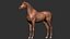 horse arabian BROWN