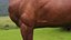 horse arabian BROWN