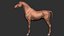 horse arabian BROWN