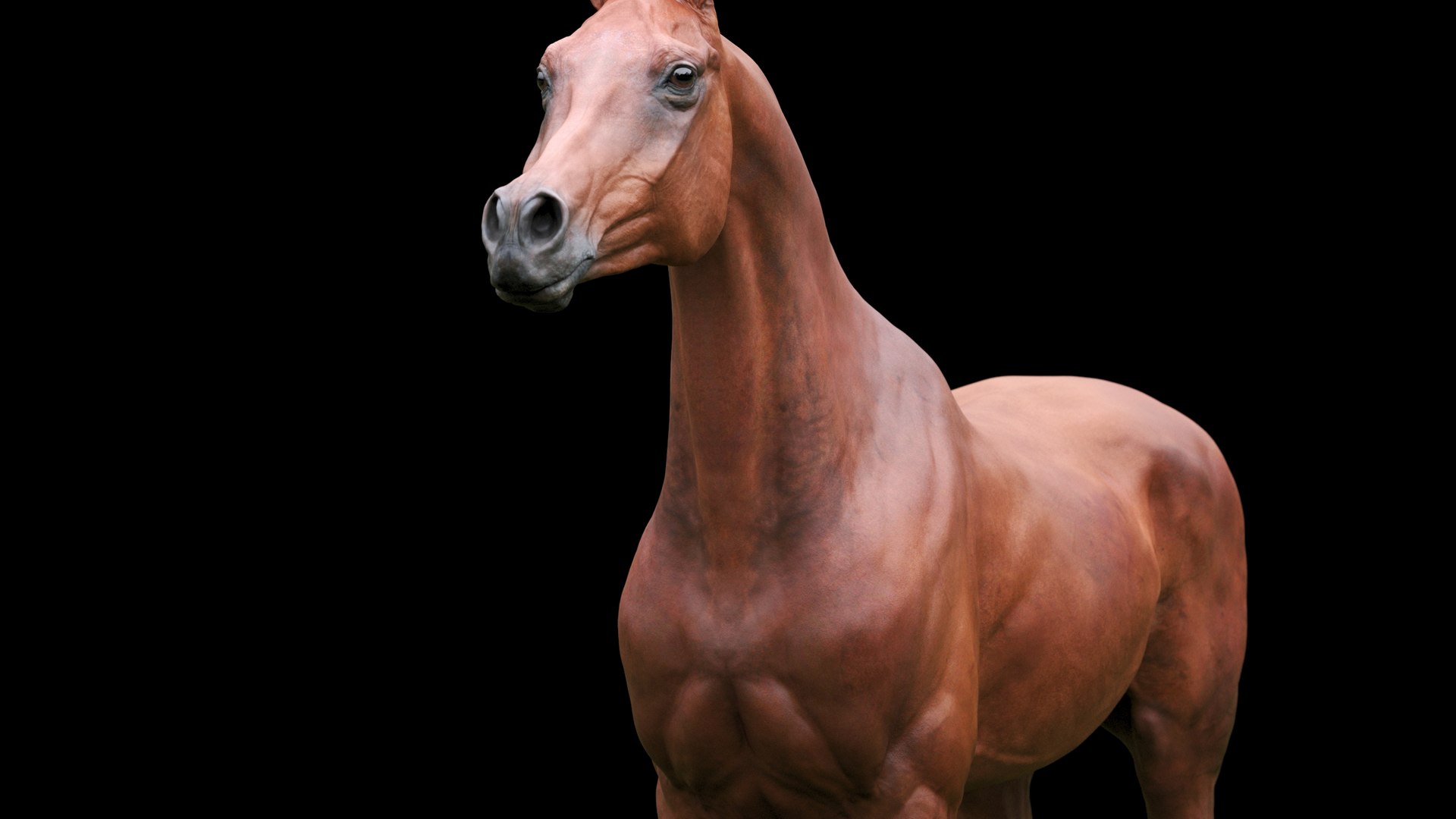 3D horse arabian BROWN https://p.turbosquid.com/ts-thumb/6q/9ZHxMy/s6/2_4/jpg/1617788712/1920x1080/fit_q87/c089d1d3382ca88a60031efa102e37f552725e0b/2_4.jpg