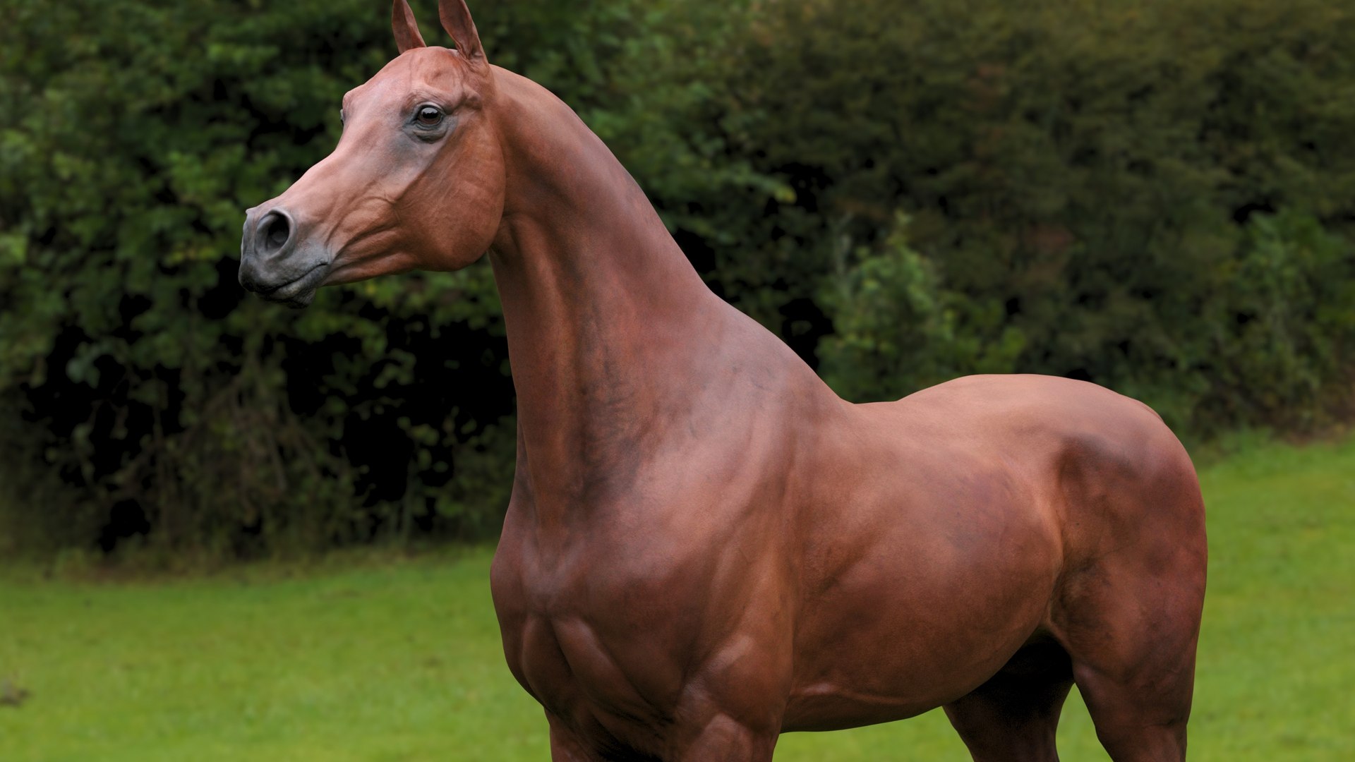 3D horse arabian BROWN https://p.turbosquid.com/ts-thumb/6q/9ZHxMy/zq/10/jpg/1617788750/1920x1080/fit_q87/f9b8fc5d61e7dbcdd86bbfa51f3a4fe89b1425bd/10.jpg