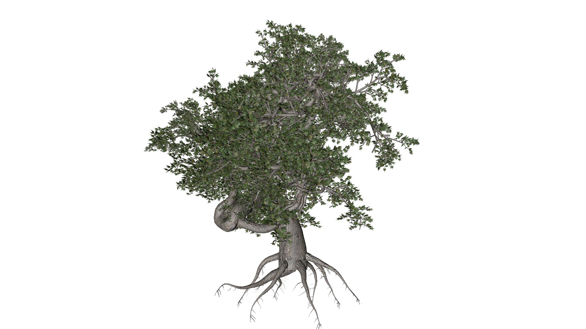 3D Japanese Maple Tree - 02 - Model - TurboSquid 2376681