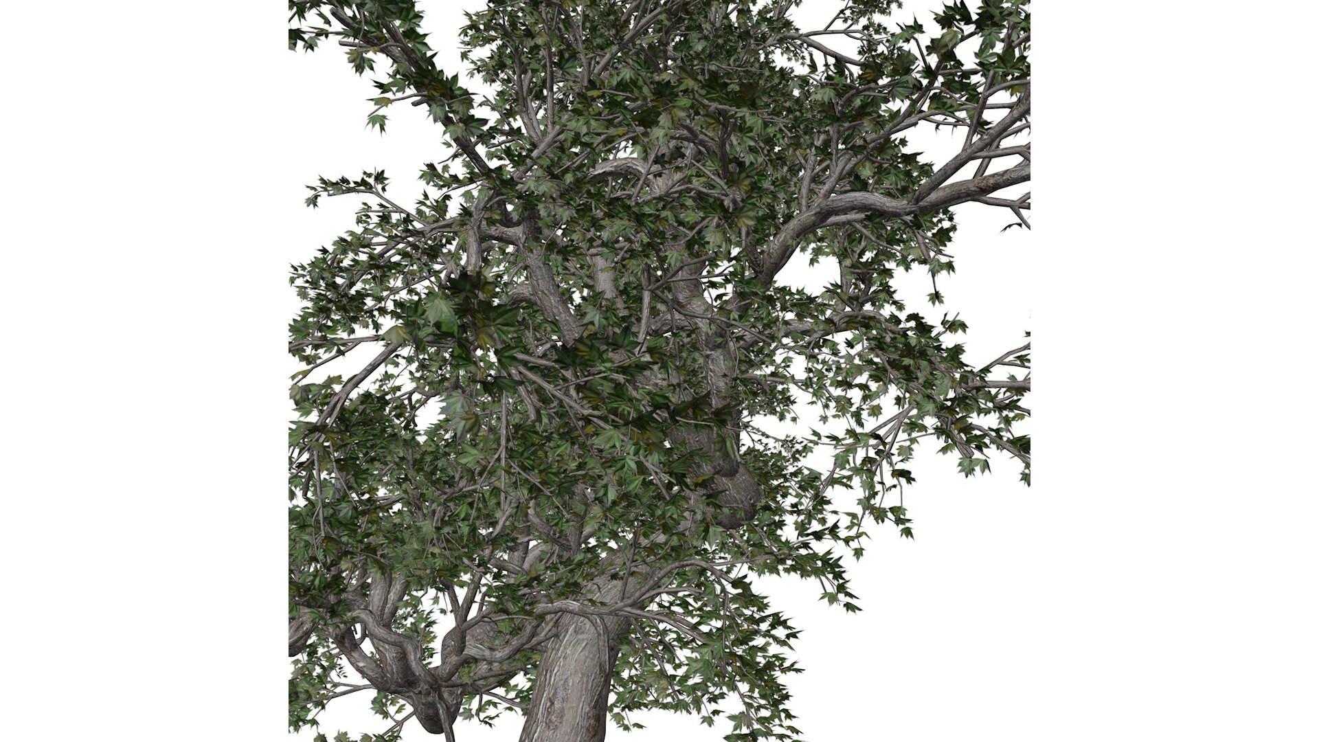 3D Japanese Maple Tree - 02 - Model - TurboSquid 2376681
